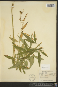 Coreopsis tripteris image