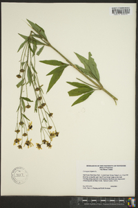 Coreopsis tripteris image