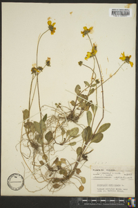 Coreopsis auriculata image