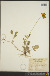 Coreopsis auriculata image