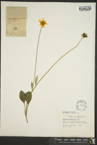 Coreopsis auriculata image