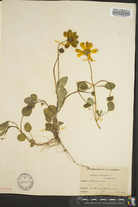 Coreopsis auriculata image