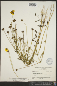 Coreopsis basalis image