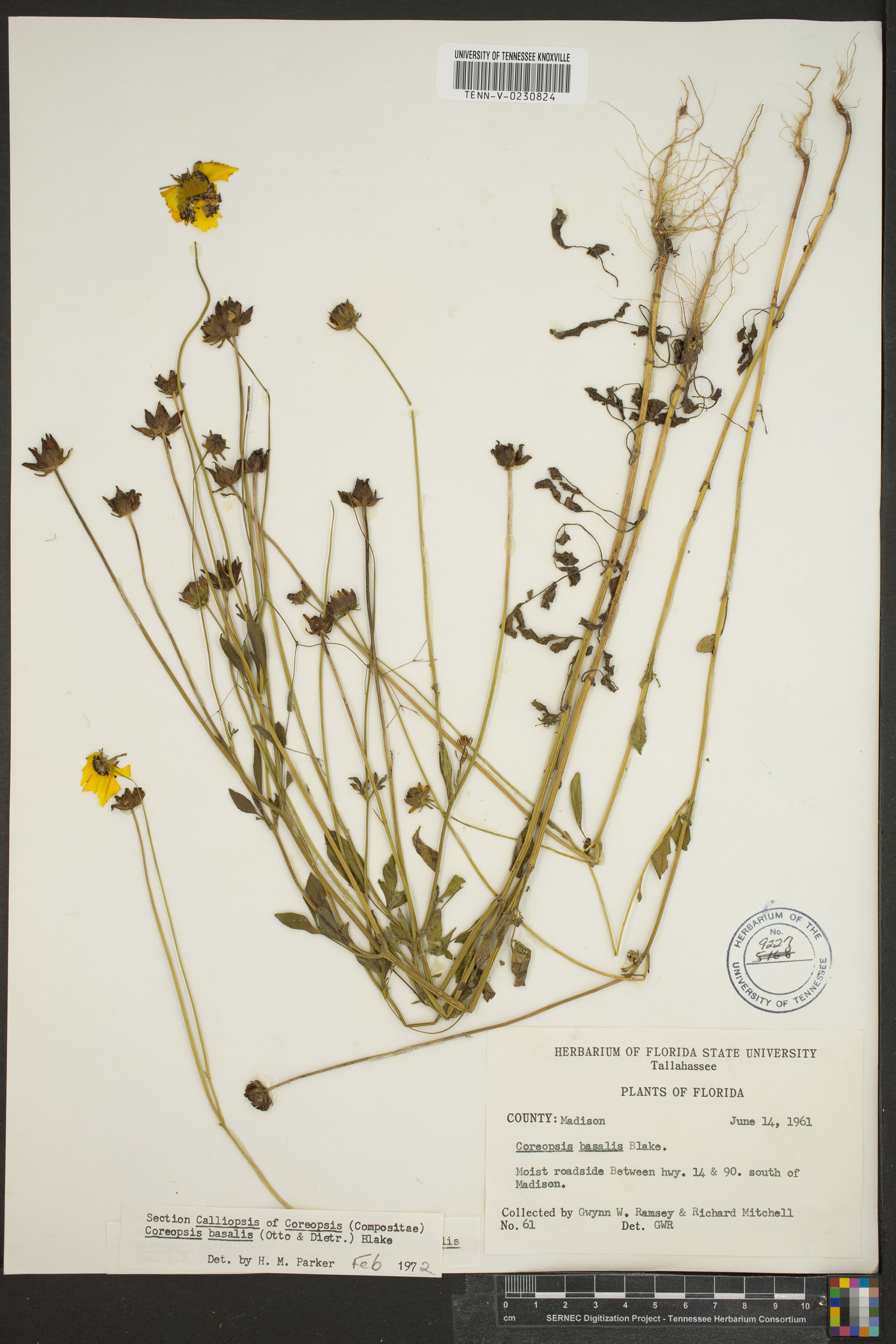 Coreopsis basalis image