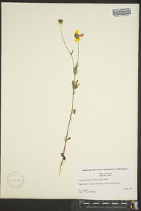 Coreopsis basalis image