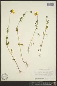 Coreopsis basalis image