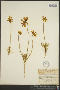 Coreopsis bigelovii image