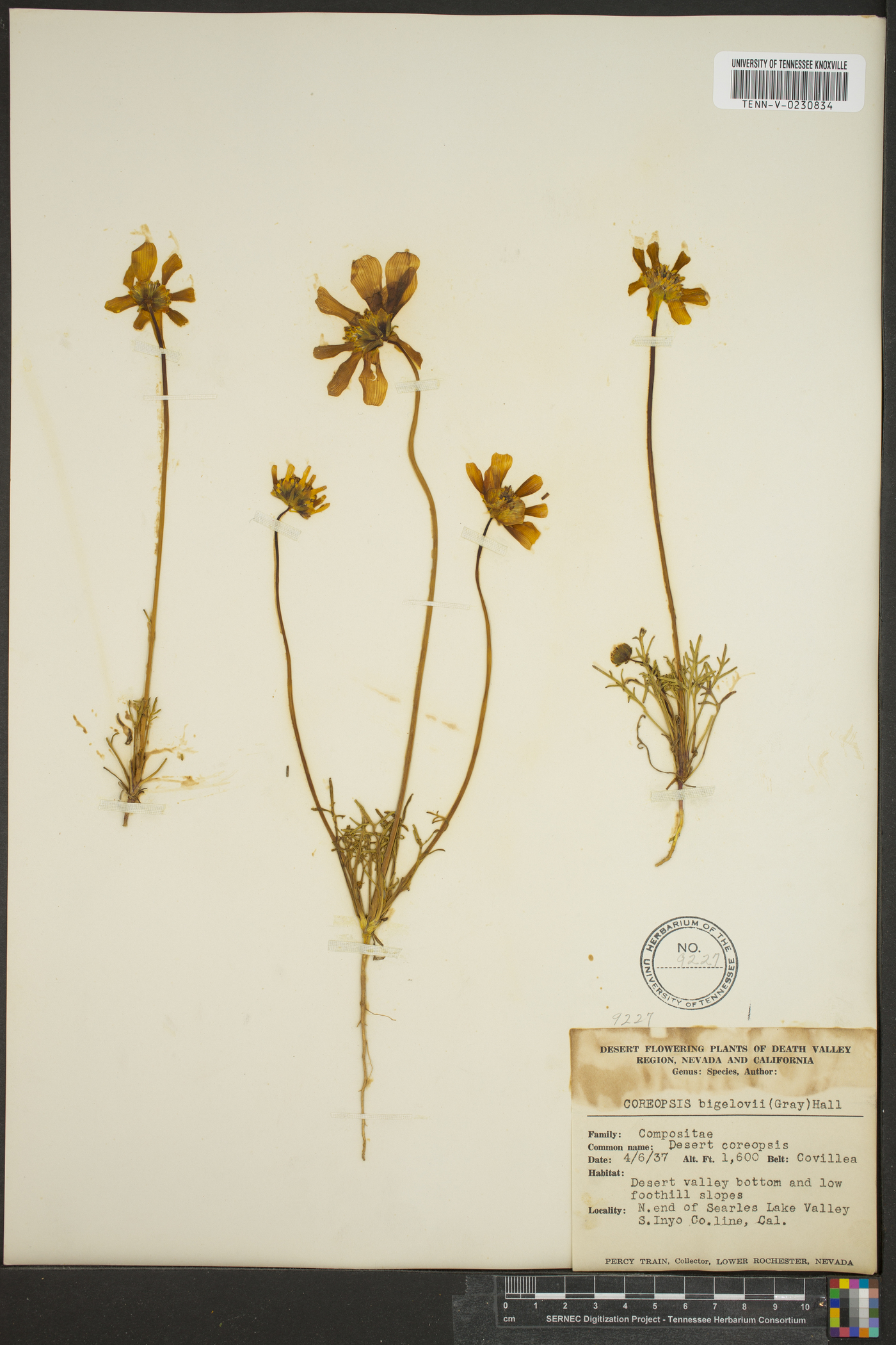 Coreopsis bigelovii image