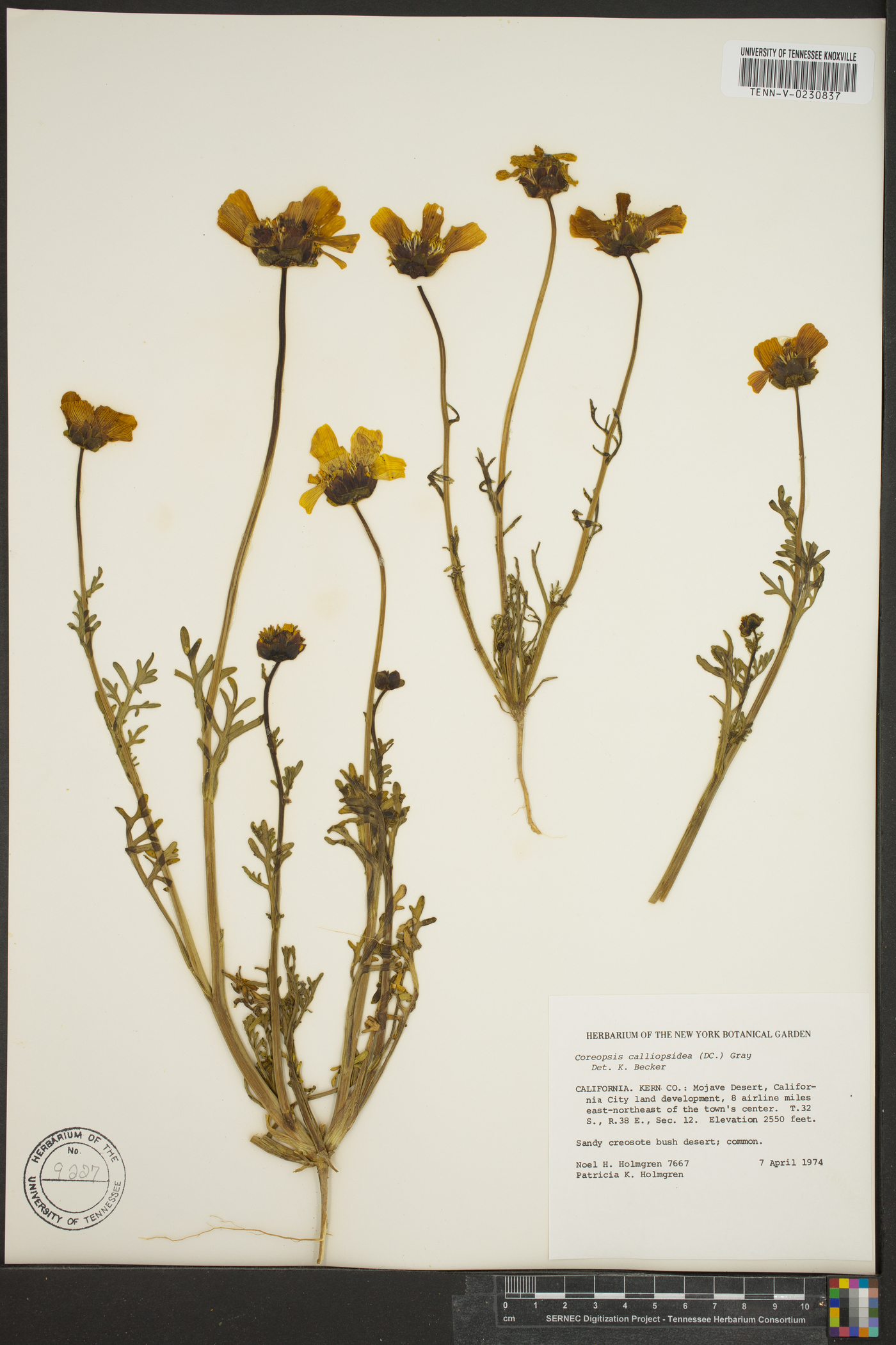 Coreopsis calliopsidea image