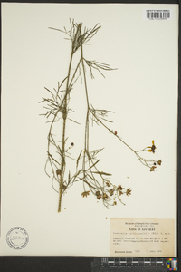 Coreopsis tinctoria image