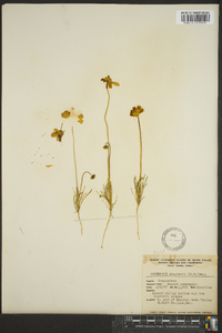Coreopsis douglasii image