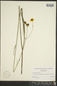 Coreopsis falcata image