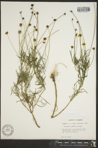 Coreopsis grandiflora image