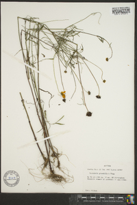 Coreopsis grandiflora image