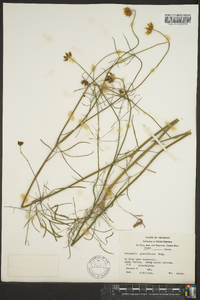 Coreopsis grandiflora image