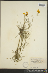 Coreopsis grandiflora image