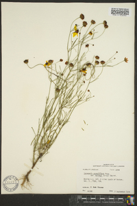 Coreopsis grandiflora image