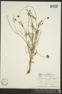 Coreopsis grandiflora image