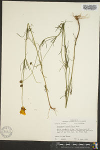 Coreopsis grandiflora image