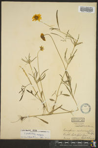 Coreopsis grandiflora image