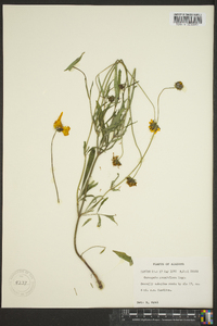 Coreopsis grandiflora image