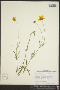 Coreopsis grandiflora image