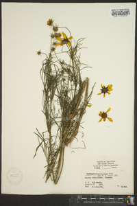 Coreopsis grandiflora image