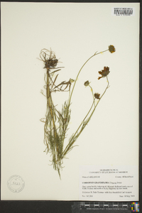 Coreopsis grandiflora image