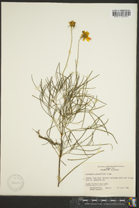 Coreopsis grandiflora image