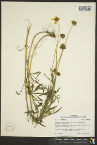 Coreopsis grandiflora image