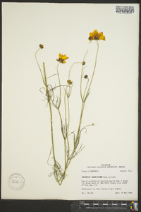 Coreopsis grandiflora image