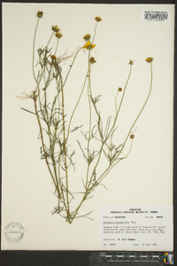 Coreopsis grandiflora image