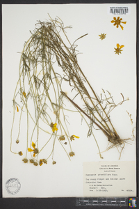 Coreopsis grandiflora image