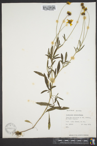 Coreopsis grandiflora image