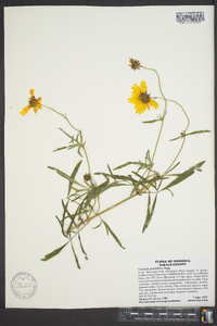 Coreopsis grandiflora image