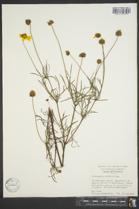 Coreopsis grandiflora image