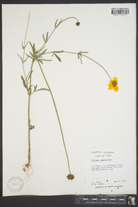 Coreopsis grandiflora image