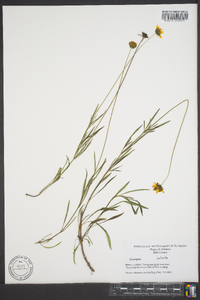 Coreopsis grandiflora image