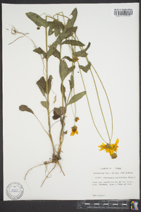 Coreopsis intermedia image