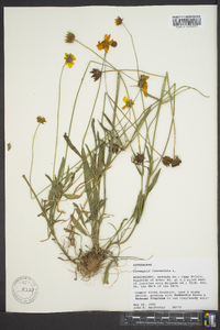 Coreopsis lanceolata image