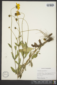 Coreopsis lanceolata image