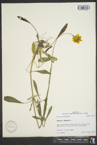 Coreopsis lanceolata image