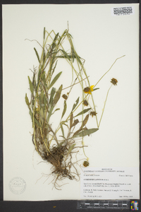 Coreopsis lanceolata image