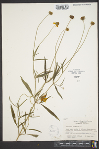 Coreopsis lanceolata image