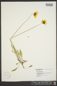 Coreopsis lanceolata image