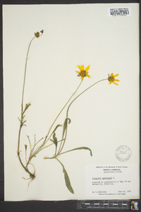 Coreopsis lanceolata image