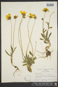 Coreopsis lanceolata image