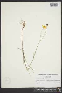 Coreopsis leavenworthii image