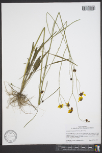 Coreopsis leavenworthii image