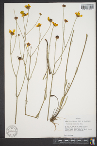 Coreopsis linifolia image